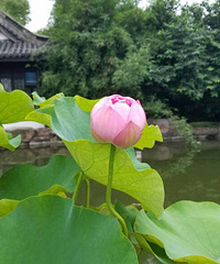 泉眼无声惜细流,树阴照水爱晴柔。小荷才