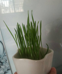自己种的小麦草!