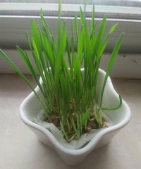 自己种的小麦草!