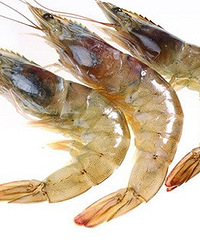 ��α��Ϻ�����ʶȣ�����������