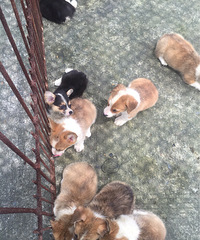 小可爱