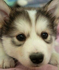 ��������ʧ���� ʵ��������о� �ɼ����˲��ϷŹ���