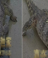 320��������2.4��̩��"ɱ����"