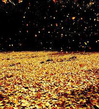 �쳾������-���������