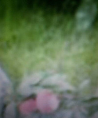 �Լ�����С���������