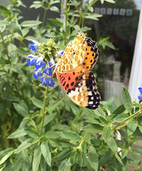 ��������