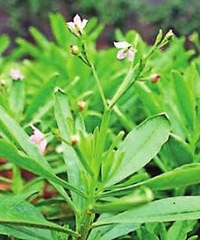 "什么野菜可以吃 盘点野菜的好处"