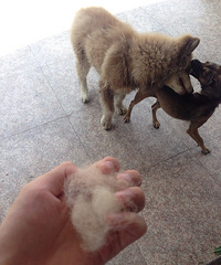 ��ë������£�ÿ��ü���ȭͷ��С��ë����