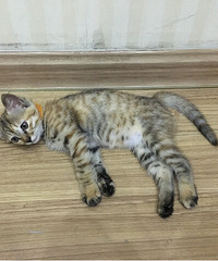 都热成狗了,让我中个奖吧