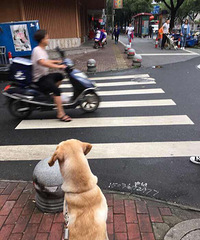 寻狗启示