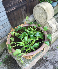 �ӵ����Τ��ص㣬���ȴҲ�������ֲ������