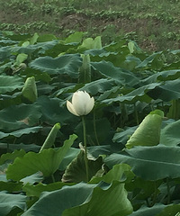 这里的荷花也不输西湖的
