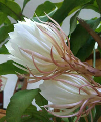 ����ɶ����