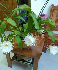 ����ɶ����