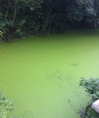 ������ˮ�����Ҽ���ǰ��С�ӱ��Խ��Խ����