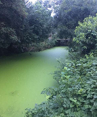 ������ˮ�����Ҽ���ǰ��С�ӱ��Խ��Խ����