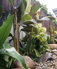 �Ҽ��ݶ���԰���ⷿ������Ч Ч�������գ�