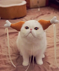 �������Ǹ����׵�Ȧ�����ҿ�ʼ����