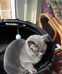 �Ϻ����й��ģ�������˹���ҵ�