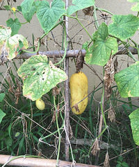 �ƹϼ�������ô��Ļƹϼ�����