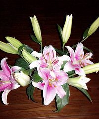 ֮ǰ�Ź��Ļ����ˡ�