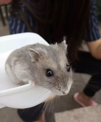 �ɰ�С����