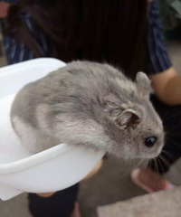 �ɰ�С����