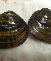 㿪۽磺ҵزĲɫۣ˻Ϊʫģ