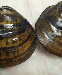 ���۽��ˣ�һ���뼦����ĸ��� ��˵�Ǽ����ز�