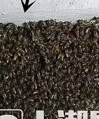 �ֲ���һ�����۷����ҼҰ��˸��ѡ���