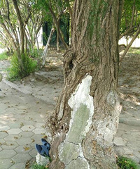 ����Ь����