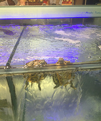 �ȵÿ컯�˻��˻���