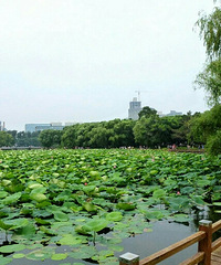 �Ϻ��������������ţ�̫���������ȵĻŰ���