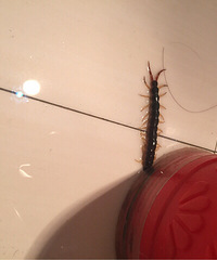 ��򼾫������������