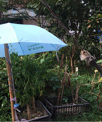 �����������߲˷�ɹ������