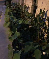 С�ɲ�¶����