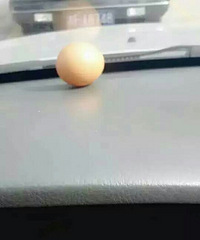 ���ڳ��ϵ�������