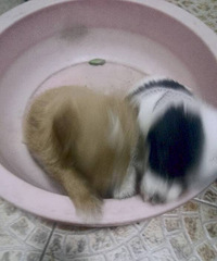 ���Ľ���