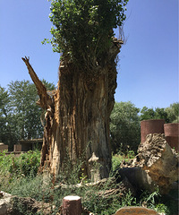 ���̲������