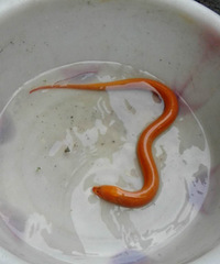 �Բ��𣬰�С�������С��ץס�ˣ�������ɫ�Ͳ���ʲô�����Ļ���