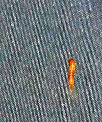 拆开床垫红心虫在产卵 小黑虫子还在爬