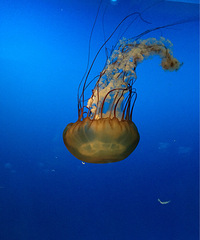 ����һ��