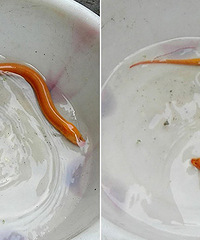 ���˾����ٺ�ɫ�Ļ��� ר�Ҿ�˵...