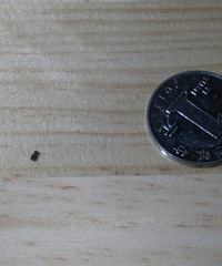 ��С������֪����