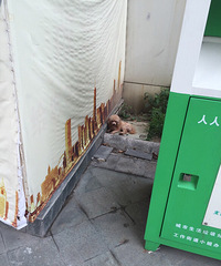 �����������ſ�һֻû��Ҫ�Ĺ���