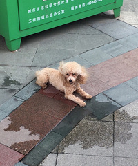 �����������ſ�һֻû��Ҫ�Ĺ���