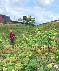 ����ɢ������ũ����͵�߼�ʮ���Ϲ�  ������������ҩ