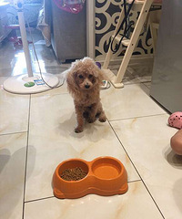 ������Ȼ�������ű�������