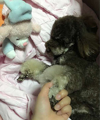 �ҵ�С����