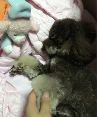 �ҵ�С����